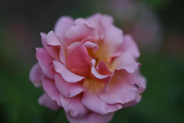 Beautiful Blooming Rose Growing Garden — Stock Photo, Image