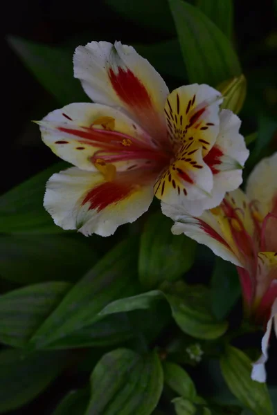 Bellissimi Fiori Giglio Immagine Concetto Floreale — Foto Stock