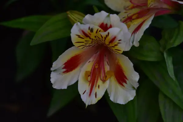 Güzel Zambak Çiçekleri Çiçek Konsepti Imajı — Stok fotoğraf