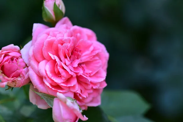 Beautiful Blooming Rose Growing Garden — Stock Photo, Image