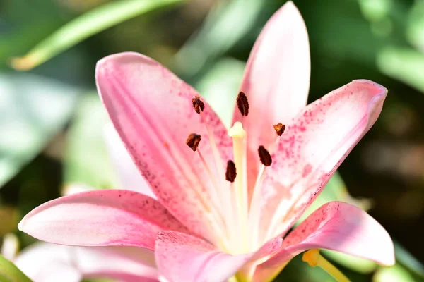 Hermosas Flores Lirio Imagen Concepto Floral — Foto de Stock