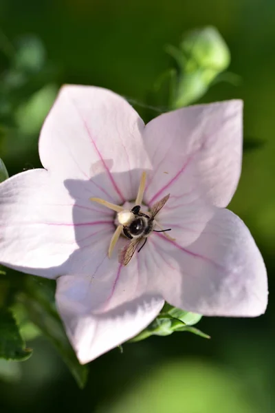 Mooie Witte Bloemen Groeien Tuin — Stockfoto