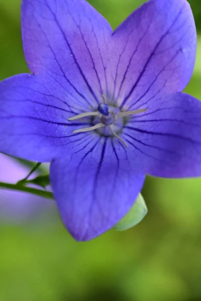 Close Beautiful Purple Flowers Summer Concept — Zdjęcie stockowe