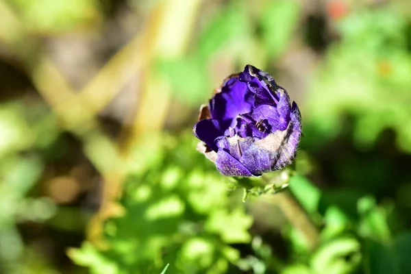 Close Beautiful Purple Flowers Summer Concept — ストック写真