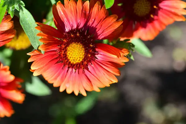 Vackra Röda Blommor Som Växer Trädgården — Stockfoto