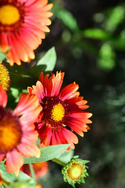 Vackra Röda Blommor Som Växer Trädgården — Stockfoto