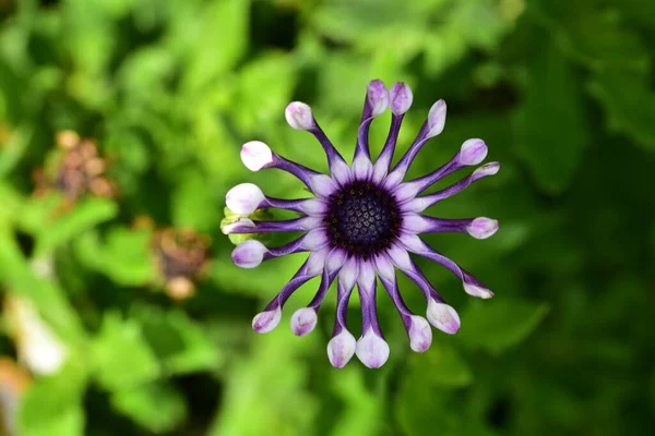 Close Beautiful Purple Flowers Summer Concept — Fotografia de Stock