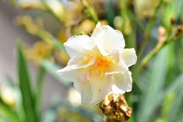 Mooie Witte Bloemen Groeien Tuin — Stockfoto