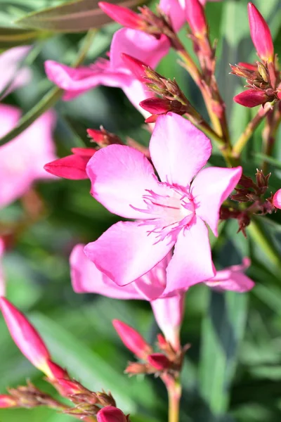Közeli Gyönyörű Rózsaszín Virágok Nyári Koncepció — Stock Fotó