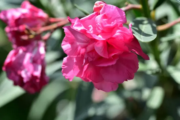 Belas Rosas Florescendo Crescendo Jardim — Fotografia de Stock