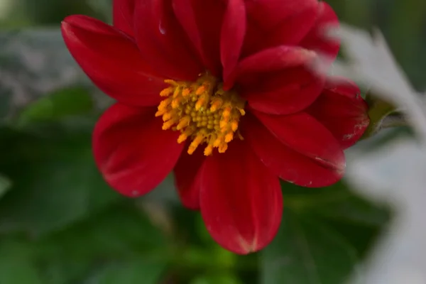 Lindas Flores Vermelhas Crescendo Jardim — Fotografia de Stock
