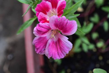 Güzel pembe çiçeklere yakın, yaz konsepti.