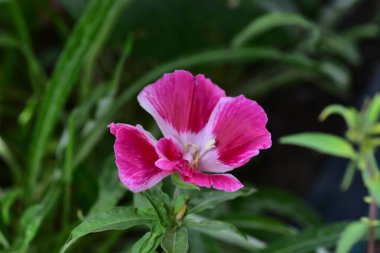 Güzel pembe çiçeklere yakın, yaz konsepti.