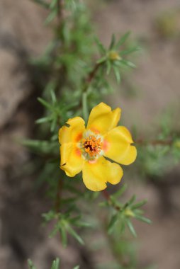 Güzel sarı çiçeklere yakın, yaz konsepti.