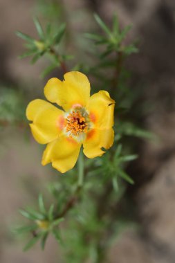 Güzel sarı çiçeklere yakın, yaz konsepti.