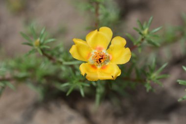 Güzel sarı çiçeklere yakın, yaz konsepti.