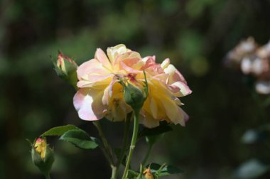 Rengarenk güzel açan gül çiçeğinin yakın plan görüntüsü.