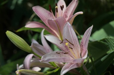 güzel zambak çiçekleri, çiçek konsepti imajı