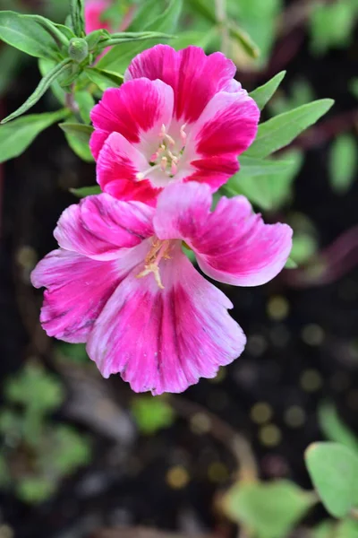 Close Beautiful Pink Flowers Summer Concept — Stock Photo, Image