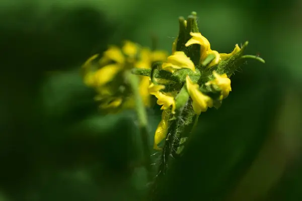 Close Beautiful Yellow Flowers Summer Concept — Fotografia de Stock