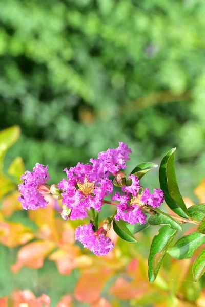 Close Beautiful Purple Flowers Summer Concept — ストック写真