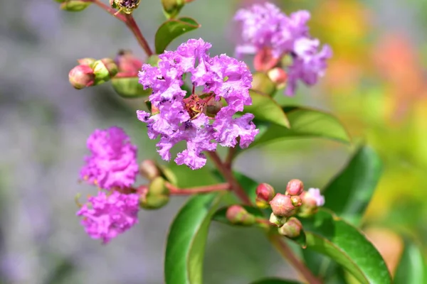 Close Beautiful Purple Flowers Summer Concept — Zdjęcie stockowe