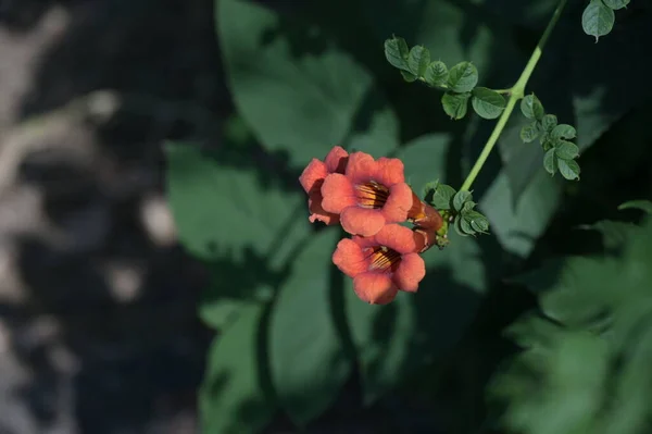 庭の美しい赤花 — ストック写真