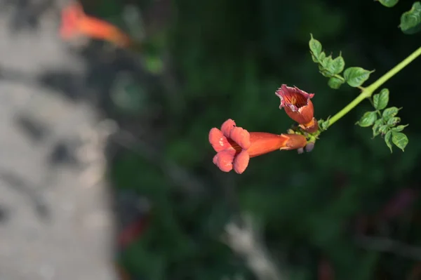 花园里生长着美丽的红花 — 图库照片