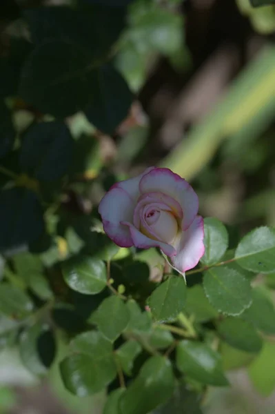 Close View Colorful Beautiful Blooming Rose Flower — Fotografia de Stock