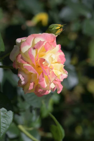 Zblízka Pohled Barevné Krásné Kvetoucí Růže Květiny — Stock fotografie