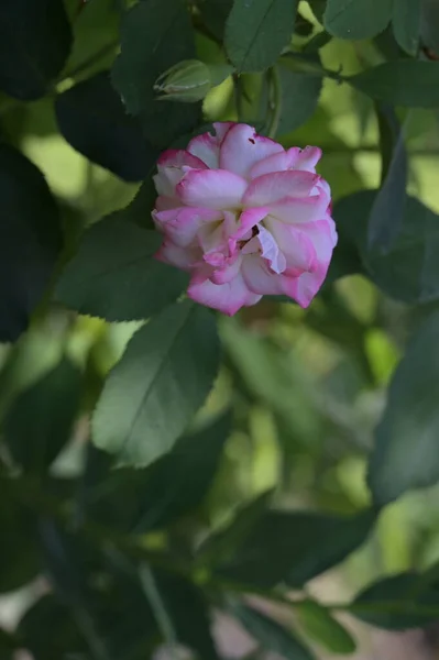 色彩艳丽的玫瑰绽放的近景 — 图库照片