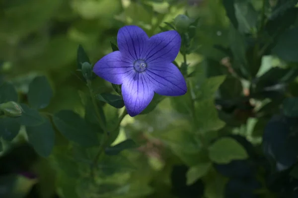 Close Beautiful Purple Flowers Summer Concept — Stock fotografie