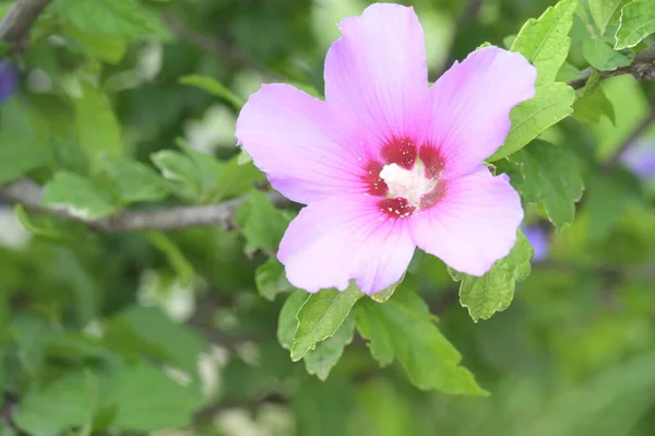 Κοντινό Πλάνο Των Όμορφων Ροζ Λουλουδιών Καλοκαιρινή Ιδέα — Φωτογραφία Αρχείου