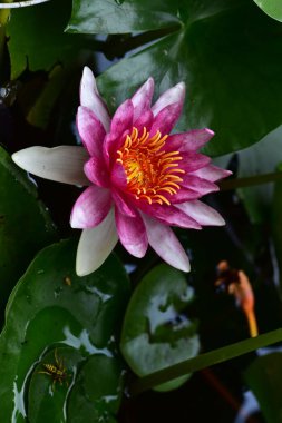 Bahçedeki güzel nilüfer çiçeği