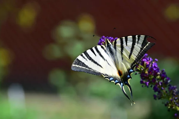 Close View Beautiful Butterfly Sitting Blooming Flowers — Stock Photo, Image