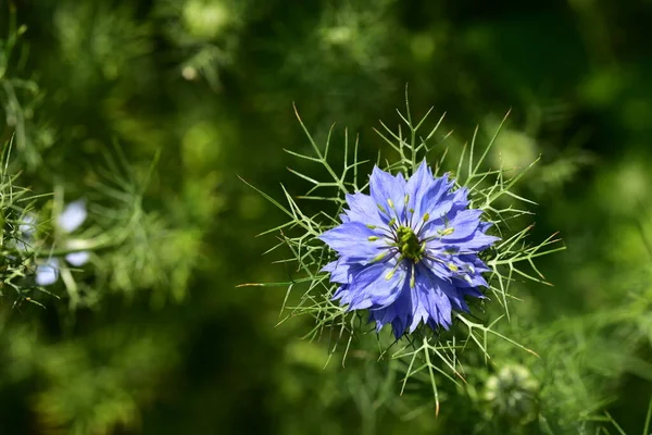 Close Beautiful Purple Flowers Summer Concept — 스톡 사진