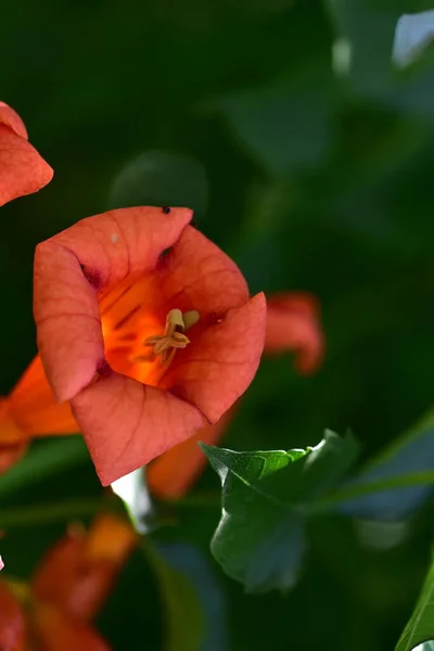 Belles Fleurs Rouges Poussant Dans Jardin — Photo