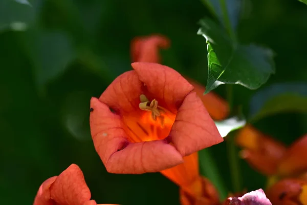 Hermosas Flores Rojas Que Crecen Jardín — Foto de Stock