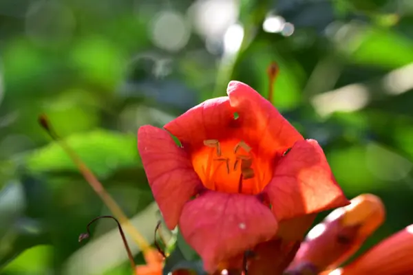 Hermosas Flores Rojas Que Crecen Jardín —  Fotos de Stock