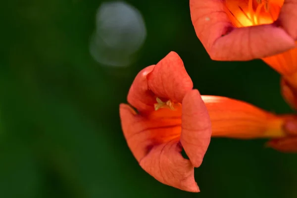 花园里生长着美丽的红花 — 图库照片