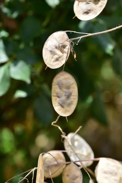 Close Lunaria Plant Dry Leaves — 스톡 사진