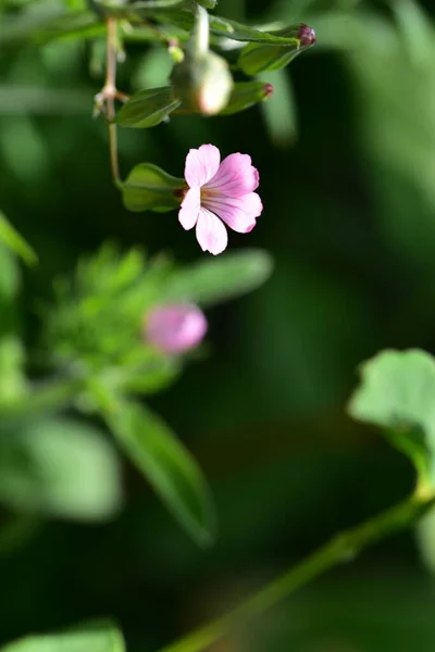 Primer Plano Hermosas Flores Rosadas Concepto Verano — Foto de Stock