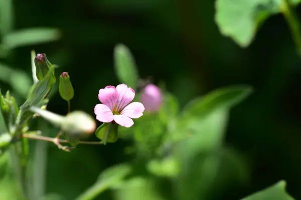 粉红的花朵 夏日的概念 — 图库照片