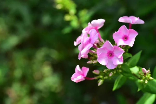 Primer Plano Hermosas Flores Rosadas Concepto Verano — Foto de Stock