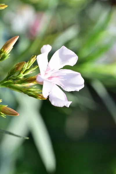 花园里长着美丽的白花 — 图库照片