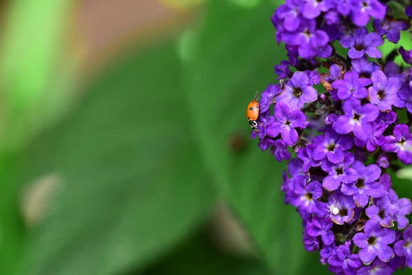 Close Beautiful Purple Flowers Summer Concept — 图库照片