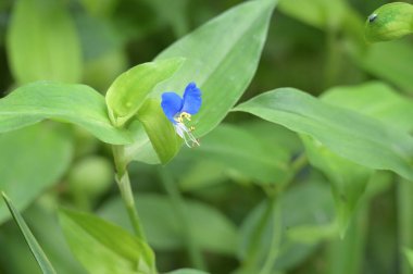 Güzel mor çiçeklere yakın, yaz konsepti.