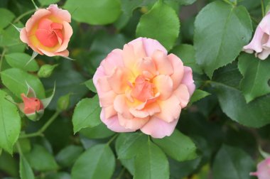 Renkli, güzel, çiçek açan gül çiçeklerinin yakın görüntüsü.