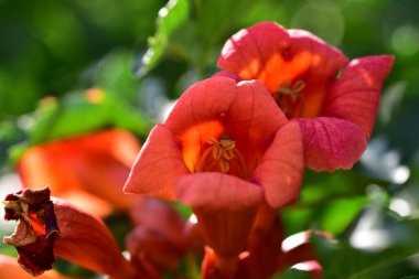 bahçede büyüyen güzel kırmızı çiçekler