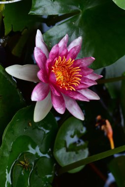 Gölette güzel pembe nilüfer çiçeği, yakın görüş.